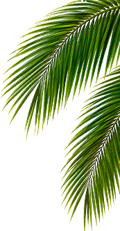 Tropical Palm Branch